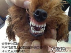 泰迪犬双排牙的伤害