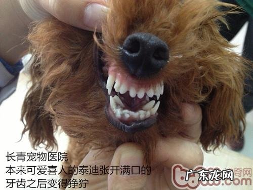 泰迪犬双排牙的伤害