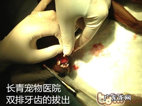 泰迪犬双排牙的伤害