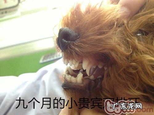 泰迪犬双排牙的伤害