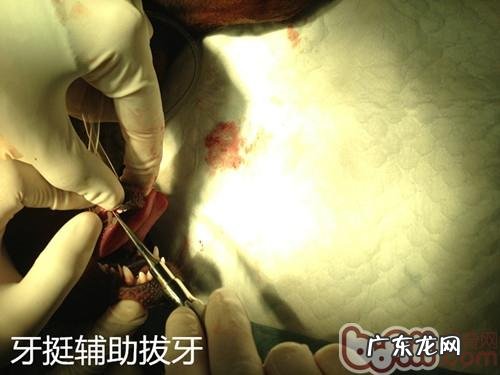 泰迪犬双排牙的伤害