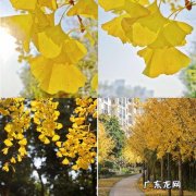 银杏树的句子短句唯美 【抖音文案】说说银杏树的句子