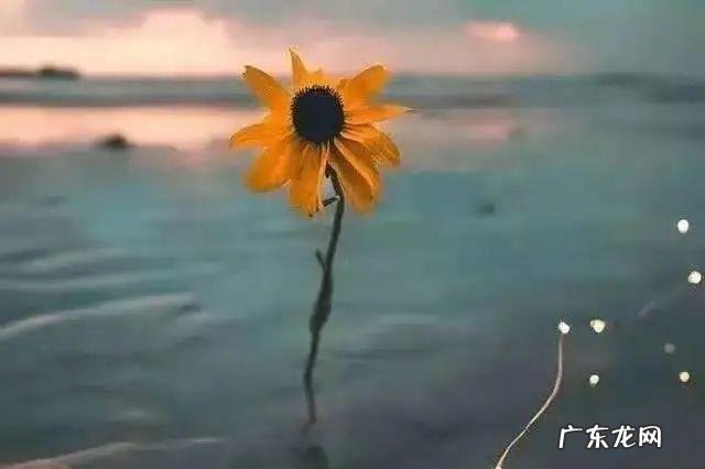 陪伴暖心的句子感恩有你的陪伴 【抖音文案】陪伴暖心的句子