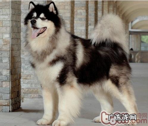 小狗拉肚子应采用的应急措施