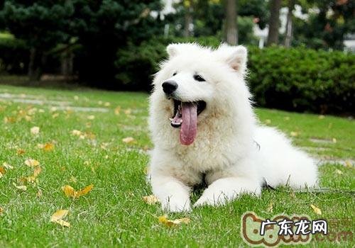 狗狗拉肚子的普遍缘故及改进方式