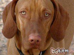 正确认识小狗“双性恋”