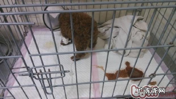 有关小宠物贫血症状及医治