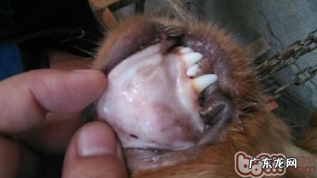 有关小宠物贫血症状及医治