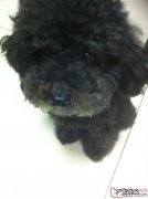 有关小宠物贫血症状及医治