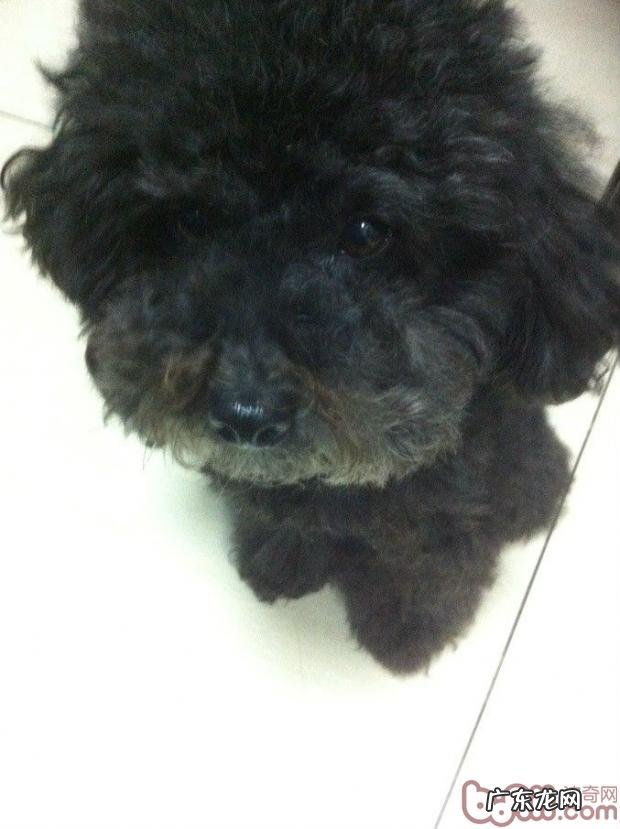 有关小宠物贫血症状及医治