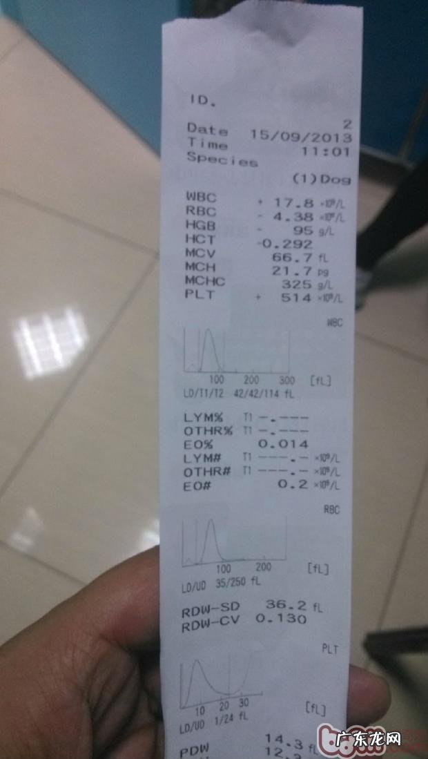 有关小宠物贫血症状及医治