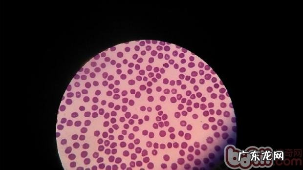 有关小宠物贫血症状及医治