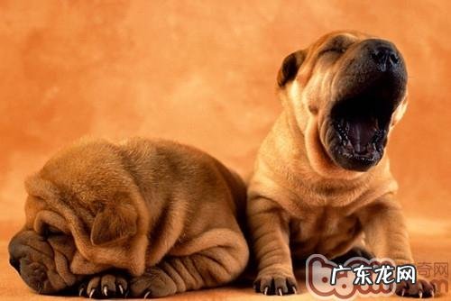 公狗发情必须注意什么