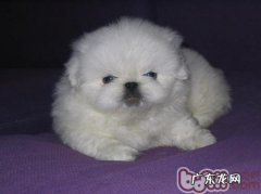 小狗受冻应该怎么办