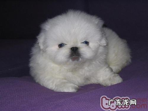 小狗受冻应该怎么办