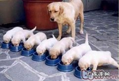 孕期小狗的饮食搭配关键点