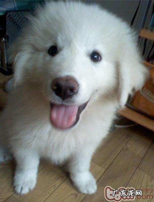 小狗冬天抑郁症,你掌握吗