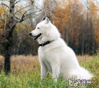 冬天小狗患者多，留意预防