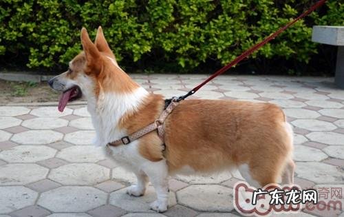 寒冷冬天,小狗常规体检可预防疾病