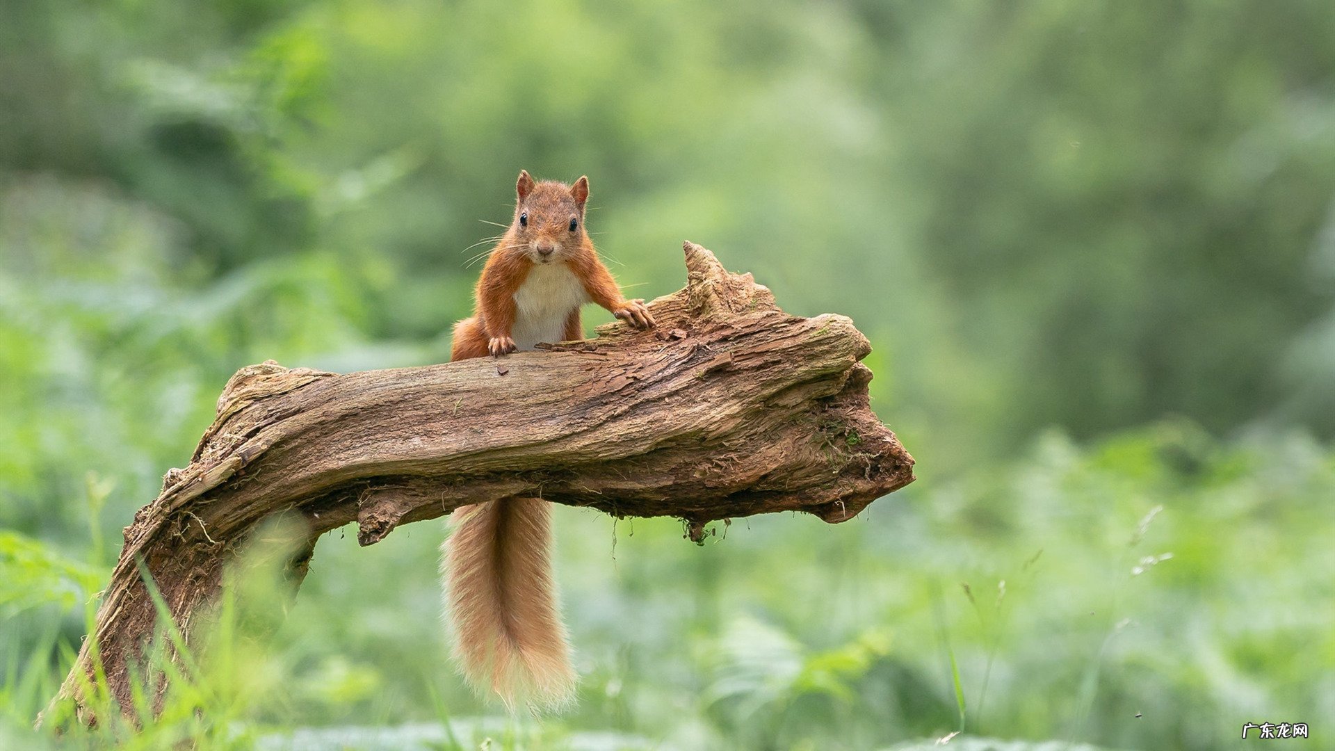 为什么宇宙空间站中感觉不到体重,尽管还是受到重力作用的?