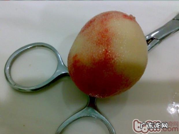 犬膀胱结石的诊治及防止