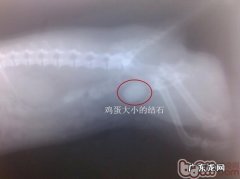犬膀胱结石的诊治及防止