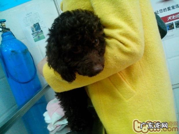 一例犬骨垢线端骨裂病案