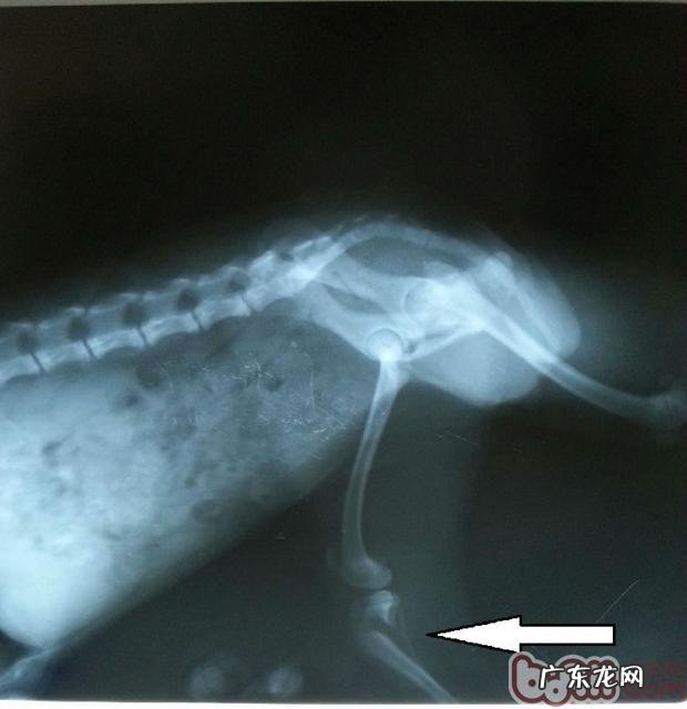 一例犬骨垢线端骨裂病案