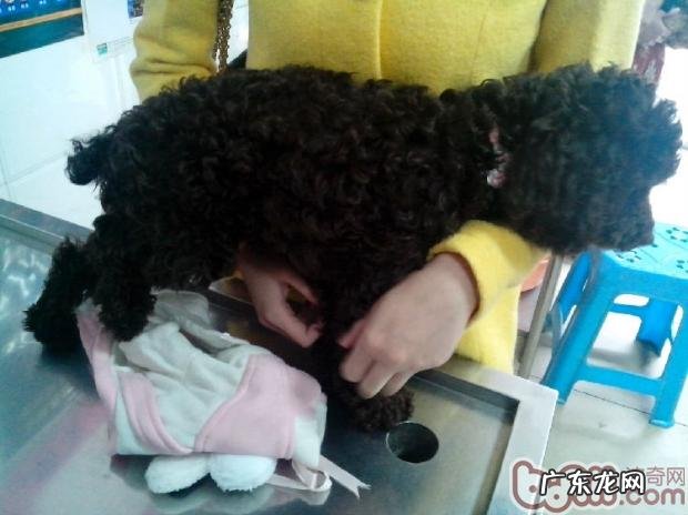 一例犬骨垢线端骨裂病案