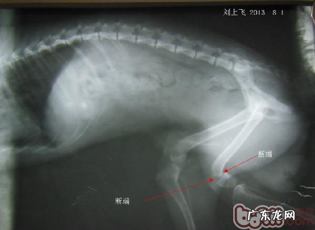 一例犬股骨头远侧骨裂经典案例