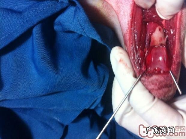 一例犬股骨头远侧骨裂经典案例