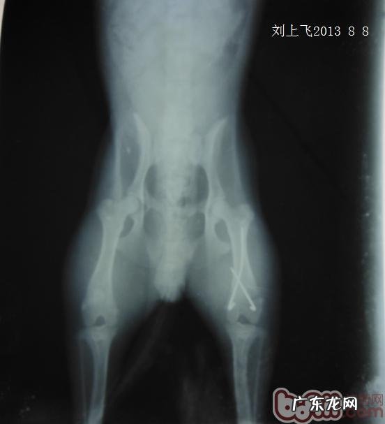 一例犬股骨头远侧骨裂经典案例