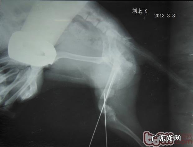 一例犬股骨头远侧骨裂经典案例