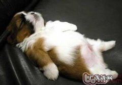 小狗肥胖病的六大伤害