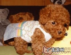 警醒泰迪犬的繁育忌讳