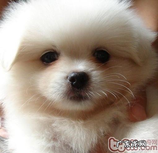 普遍狗狗流泪缘故和治疗方法