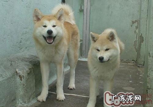 秋田犬流产的原因剖析