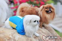 京巴犬必须做绝育吗