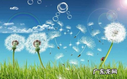 什么多么什么写句子一年级 【抖音文案】多么什么的蒲公英句子