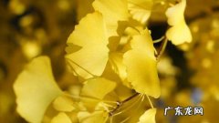 描写秋天的银杏树的优美句子 【抖音文案】描写秋天银杏树景色优美句子