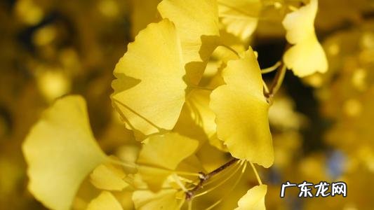 描写秋天的银杏树的优美句子 【抖音文案】描写秋天银杏树景色优美句子