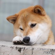 小腿袜压力瘦腿中筒:穿上压力袜腿能瘦几厘米？