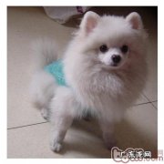 博美犬皮肤疾病的防止方式