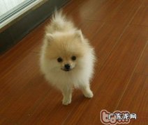 怎样让博美犬杜绝细微