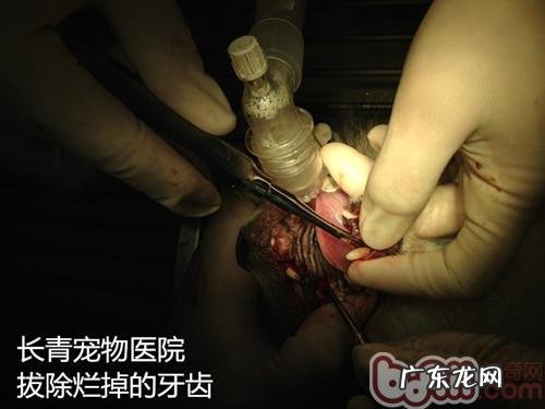 犬猫牙龈发炎牙龈烂掉造成 的面部瘘