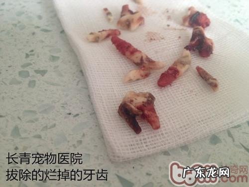 犬猫牙龈发炎牙龈烂掉造成 的面部瘘