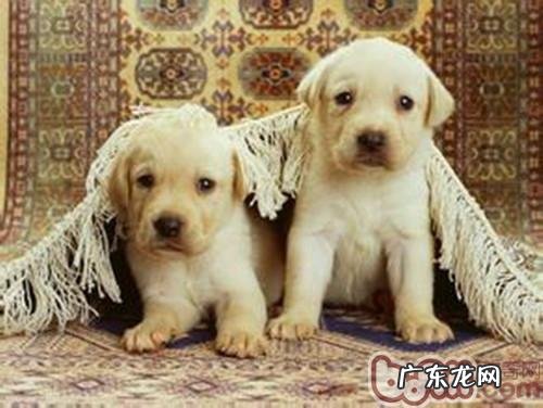 警醒小宠物癌病的十大预兆