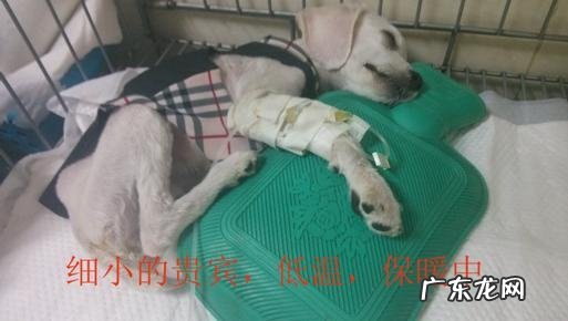 狗狗细小症状和治疗方法
