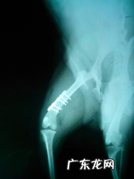 一例犬股骨骨折的内固定不动手术医治