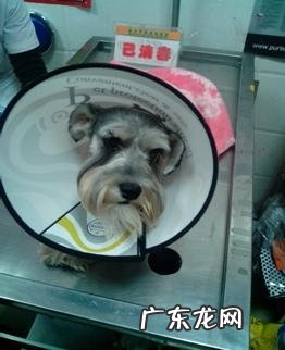 一例犬股骨骨折的内固定不动手术医治